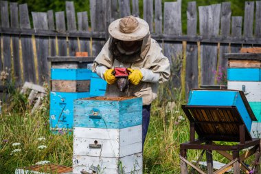 Arı efendisi arıda. Koruyucu şapkalı adam arı kovanındaki bacayla çalışıyor. Arı yetiştiricisi yeşil arka plandaki bir arı çiftliğinde arıları inceliyor.