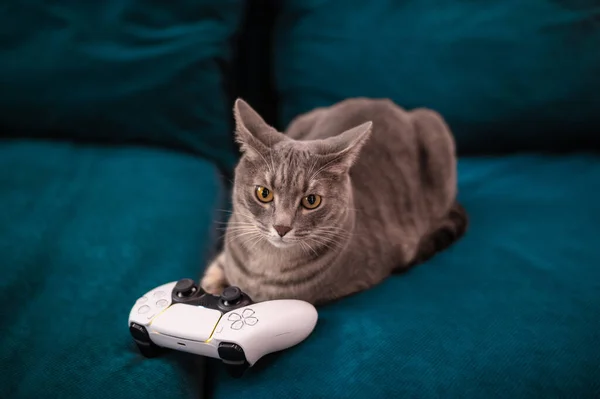 Jogos Do Gatinho Com Linha Vermelha Imagem de Stock - Imagem de branco,  felino: 75793509