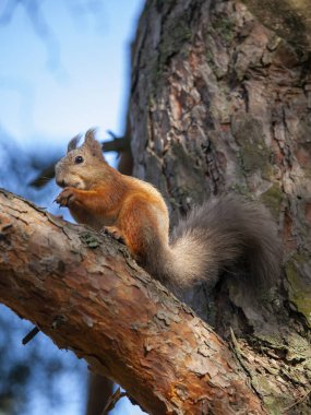 Şehir parkında fındık yiyen sincap.