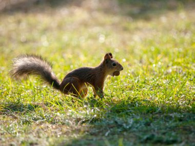 Şehir parkında fındık yiyen sincap.