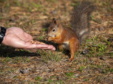 Şehir parkında fındık yiyen sincap.