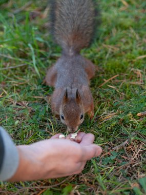 Şehir parkında fındık yiyen sincap.