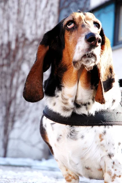 Basset Hound dog with long ears, big nose, sad look close up head, dewlap, belly part in sunshine