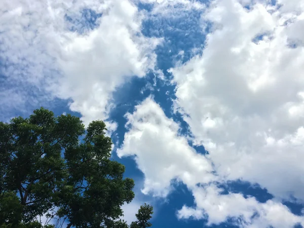 Tree and cloud on blue sky