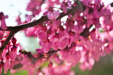 Pembe akasya çiçekleri bir bahar bahçesinde bir dal üzerinde parlak güneş ışınlarıyla gökyüzünün arka planına karşı. Paskalya kartı için pembe çiçekli bir dal. Anneler günü için pembe akasya çiçekleri olan narin bir arka plan.