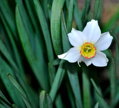Paskalya ya ya da Anneler Günü için güzel bir kartpostalın altında doğal yeşil bir arka planda bulunan nergis beyaz bahar güzel çiçekleri. Beyaz renkli, mevsimlik güzel bir çiçek. Bahar nergis çiçekli doğal duvar kağıdı.