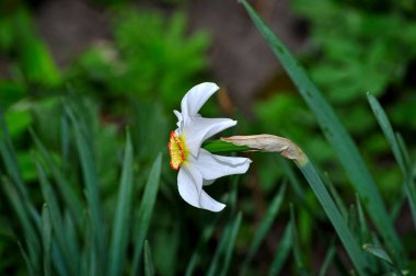 Paskalya ya ya da Anneler Günü için güzel bir kartpostalın altında doğal yeşil bir arka planda bulunan nergis beyaz bahar güzel çiçekleri. Beyaz renkli, mevsimlik güzel bir çiçek. Bahar nergis çiçekli doğal duvar kağıdı.