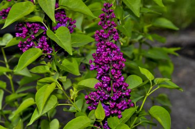 Yeşil yapraklı leylak çiçeği dalı. Mayısta doğal bir arka planda çiçek açan leylaklar. Paskalya bayramı için, anneler günü için duvar kağıdı. Güneşte leylak çalısı.