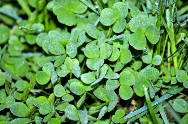Şafak vakti çiğ taneleri olan bir yılan. Duvar kağıdı çiy içinde yeşil yonca. Yağmurdan sonra yoncalarla yeşil çayır çimenleri. Aziz Ptrick günü ve Paskalya için yoncalarla arka plan