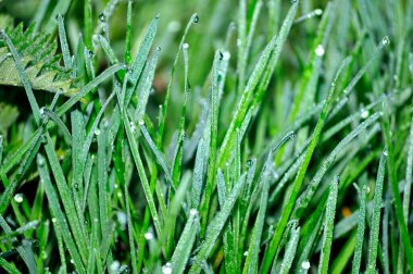 Şafakta çiy damlaları olan otlar. Çiy içindeki duvar kağıdı yeşili çimenler. Yağmurdan sonra yeşil çayır çimenleri. Aziz Ptrick günü ve Paskalya için otlarla dolu bir arka plan.