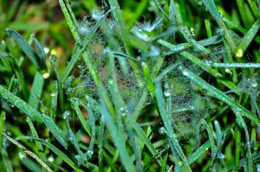 Şafakta çiy damlalarında örümcek ağları olan otlar. Çiy içindeki duvar kağıdı yeşili çimenler. Çiğ örümcek ağı. Yağmurdan sonra yeşil çayır çimenleri. Aziz Ptrick günü ve Paskalya için otlarla dolu bir arka plan.