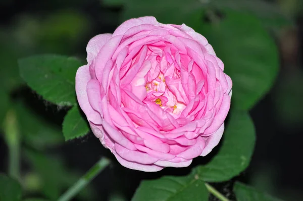 Tea rose, beautiful pink rose on a green bush, flowers in June