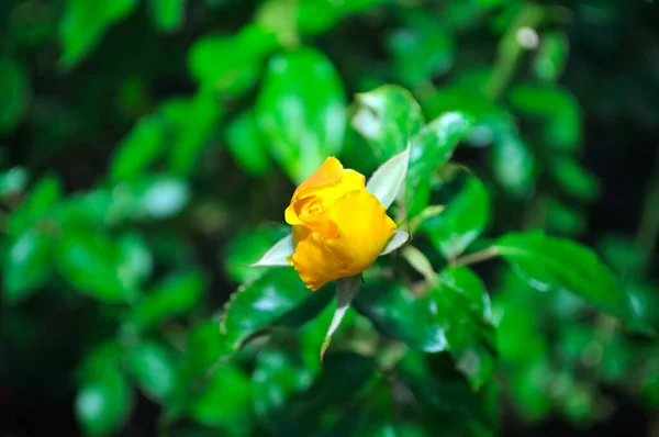 Бетон Красивої Жовтої Троянди Фоні Зеленого Куща — стокове фото