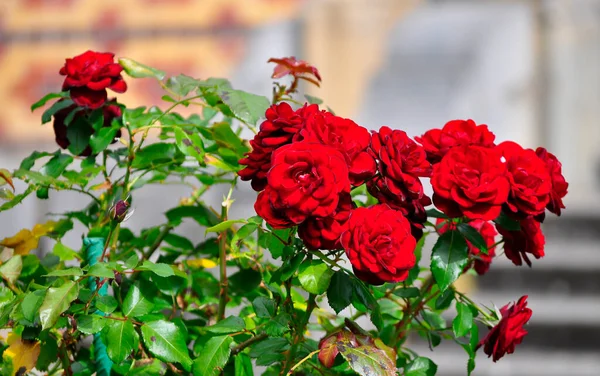 Червоний Кущ Троянди Саду — стокове фото