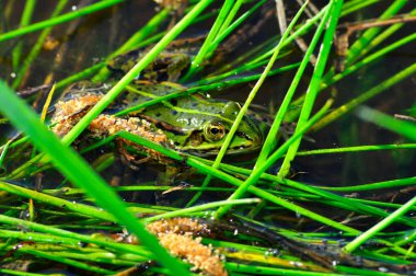 Bataklıkta bir kurbağa, bir kurbağa, çimlerin arasında bataklıkta saklanan parlak yeşil bir gecikme, bir bataklık kurbağası, yeşil büyük bir kurbağa