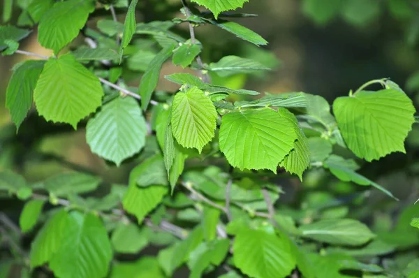 Ветка Зелеными Листьями Зеленые Листья Ветке Дерева Зеленые Листья Фона — стоковое фото