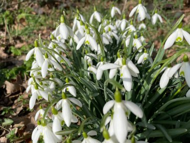 İlkbaharda bir ormanda çiçek açan kardamlaları