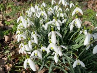 Galanthus baharda bir ormanda çiçek açıyor.