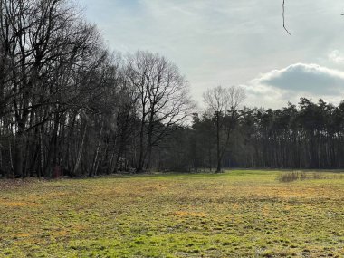 Ağaçlarla çevrili bir çim tarlası