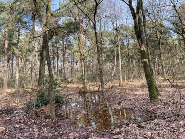 Islak bir orman zemininde duran ölü ağaçlar.