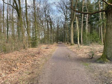 Orman yolu yapraklarla çevrili.