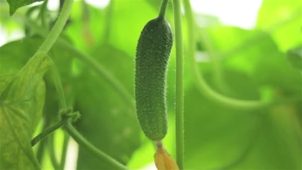 Pepino Orgânico Crescer Estufa Foco Suave Perto — Vídeo de Stock