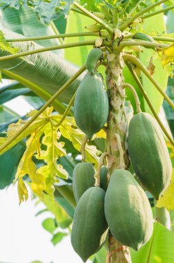 Papaya ağacında papaya