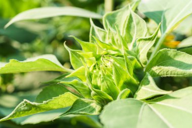 Ayçiçeği bir güneşli yaz öğleden sonra