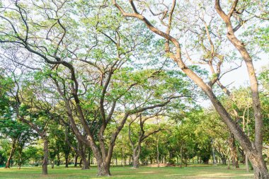 Bangkok bahçelerinde uzun ağaç