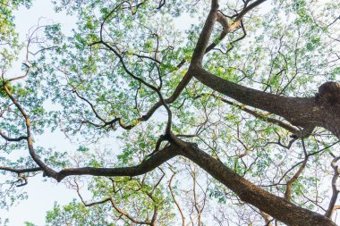 ağaç dalı Bangkok bahçelerinde ile