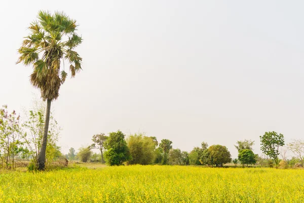 Champ de maïs rural avec palmier — Photo