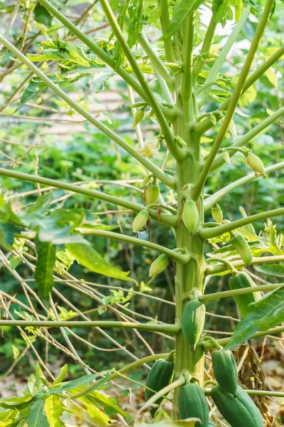 Papaya ağacında papaya