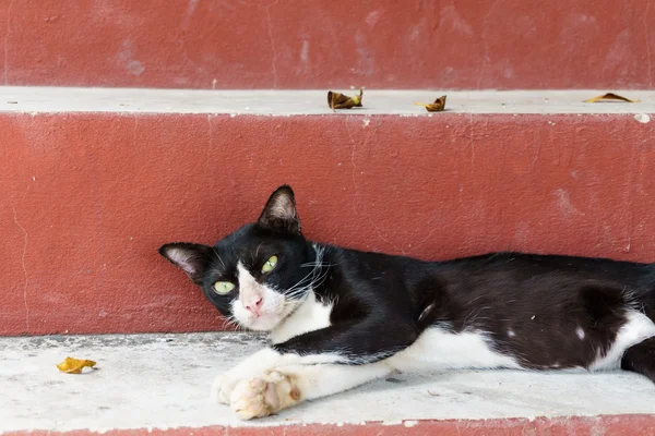 kirli kedi çimento merdivenlerde uyku