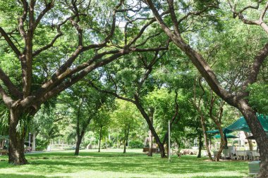 ağaç tünel genel Park Bangkok Tayland