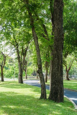 geçit yeşil ağaç Park, Bangkok Tayland