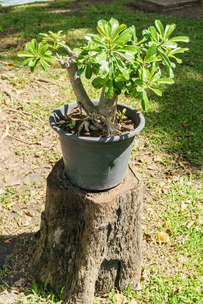 Pflanze im Topf auf dem Baumstumpf — Stockfoto