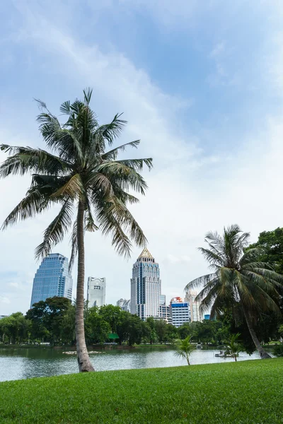 Kokosowe drzewo w parku, Bangkok Tajlandia — Zdjęcie stockowe