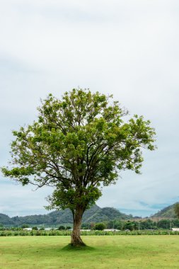 Yalnız bir ağaç dağ arka plan ile yeşil çimenlerin üzerinde