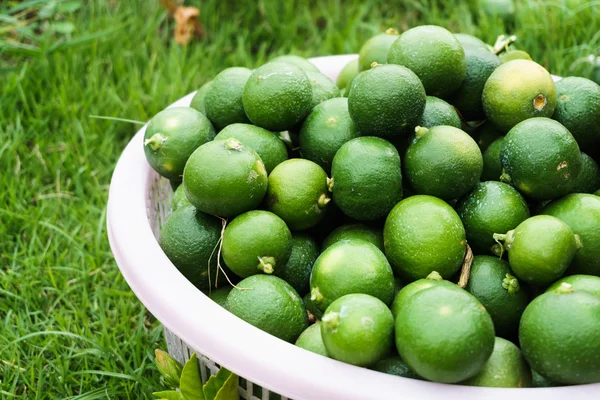 çim zeminde sepet içinde taze limon