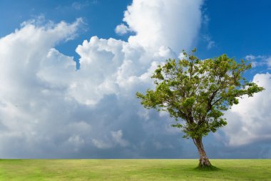 bulutlu gökyüzü toprağa yalnız ağaçta