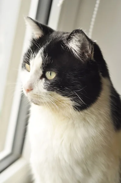 Kedi, siyah-beyaz, Evcil Hayvan, portre, pencere, yün, m arıyor