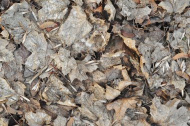 Doku, solmuş kahverengi yapraklar