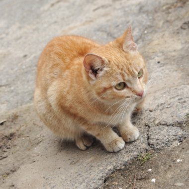 Sokakta oturan kırmızı kedi
