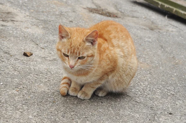Ruiva, triste, gato ofendido — Fotografia de Stock