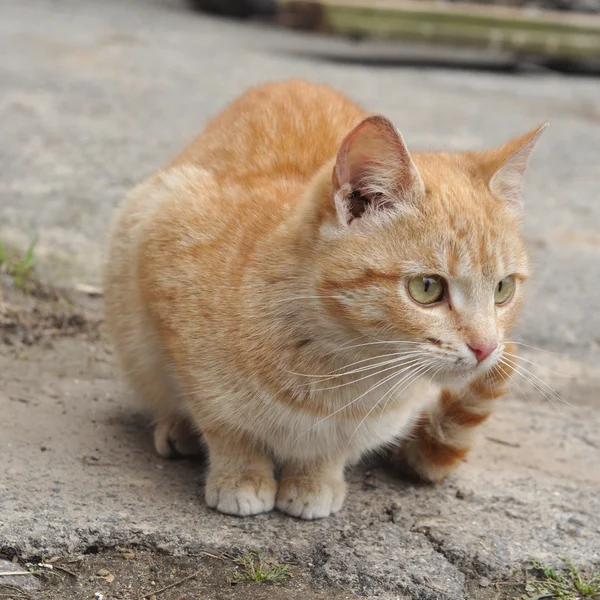 거리에 앉아 빨간 고양이 — 스톡 사진