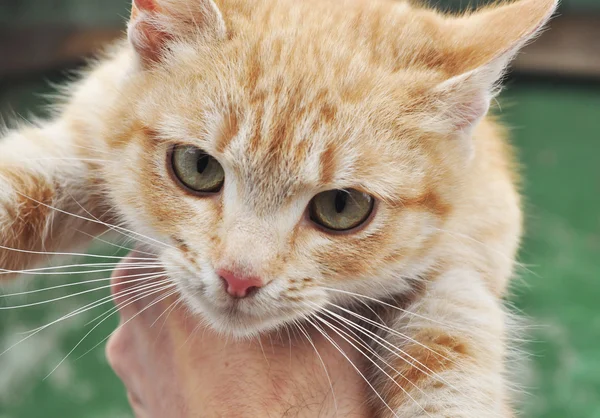 Sevimli kırmızı kedi closeup portresi