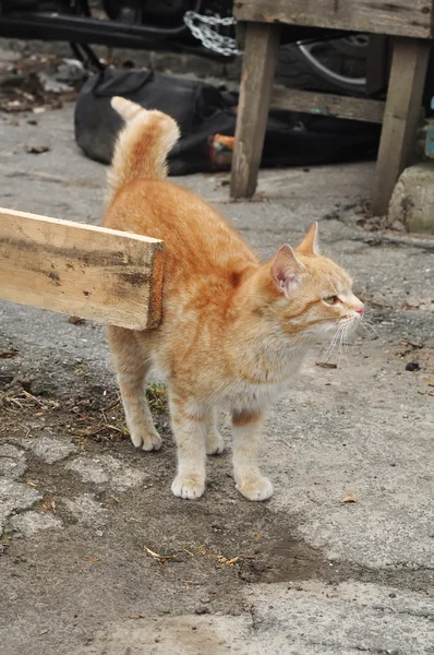마당에서 빨간 고양이 — 스톡 사진