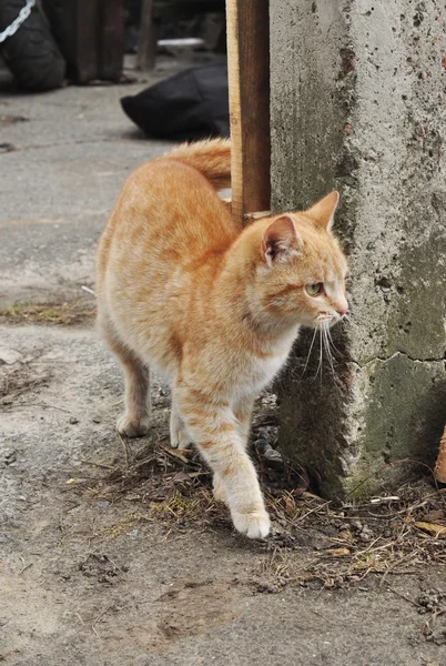 sevimli kırmızı kedi yavrusu açık havada
