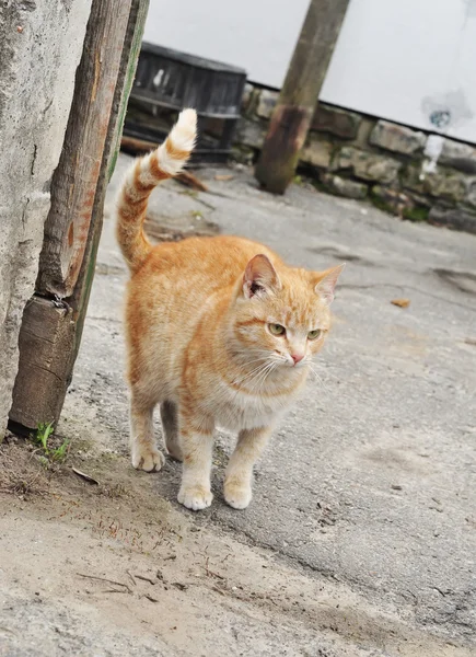 sevimli kırmızı kedi yavrusu açık havada