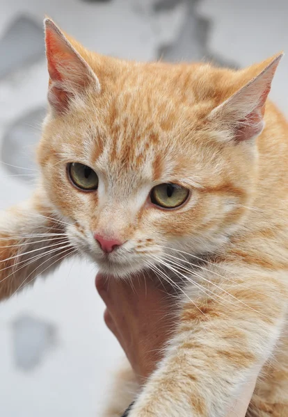 Sevimli kırmızı kedi closeup portresi